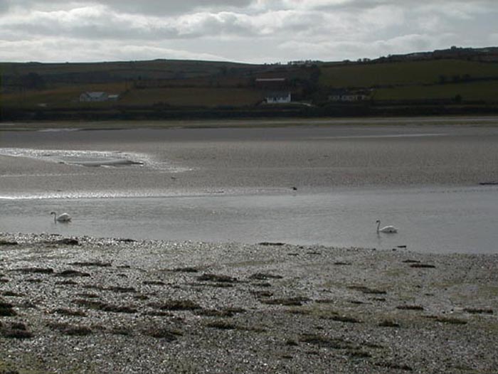 Swans at Inchidoney.jpg 67.1K